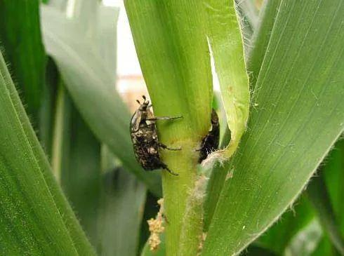 什么农药防虫最快最好用,十种常见农药治病