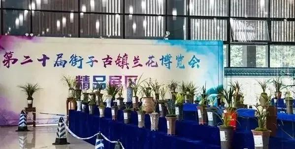 街子古镇兰花节,2021街子兰花博览会开幕式