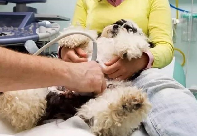 母狗生育后体型变化,怎么分辨狗狗是怀孕还是正常发育