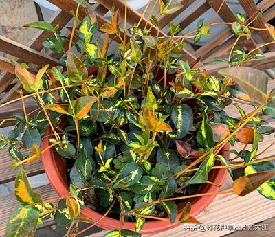 花叶络石要想叶更“花”,养护需要做好这几点,否则花叶变绿叶