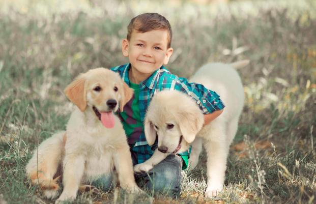 拉布拉多犬怎么养才是合适的,养拉布拉多犬幼犬好还是成年犬好