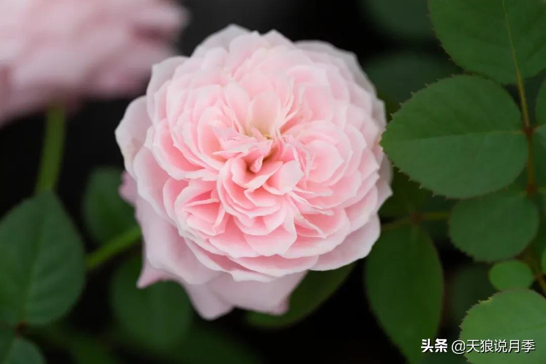 天狼自育抗病强品种,天狼自育浓香品种