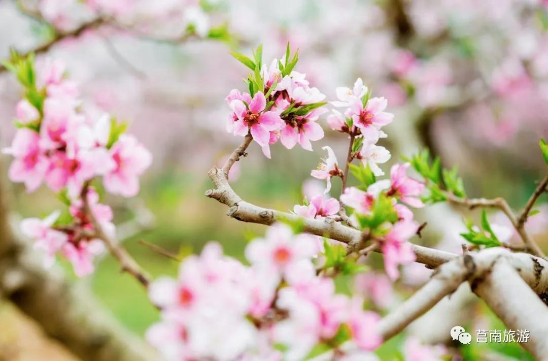 莒南自驾游免费景点大全图片,莒南春季游玩好去处推荐