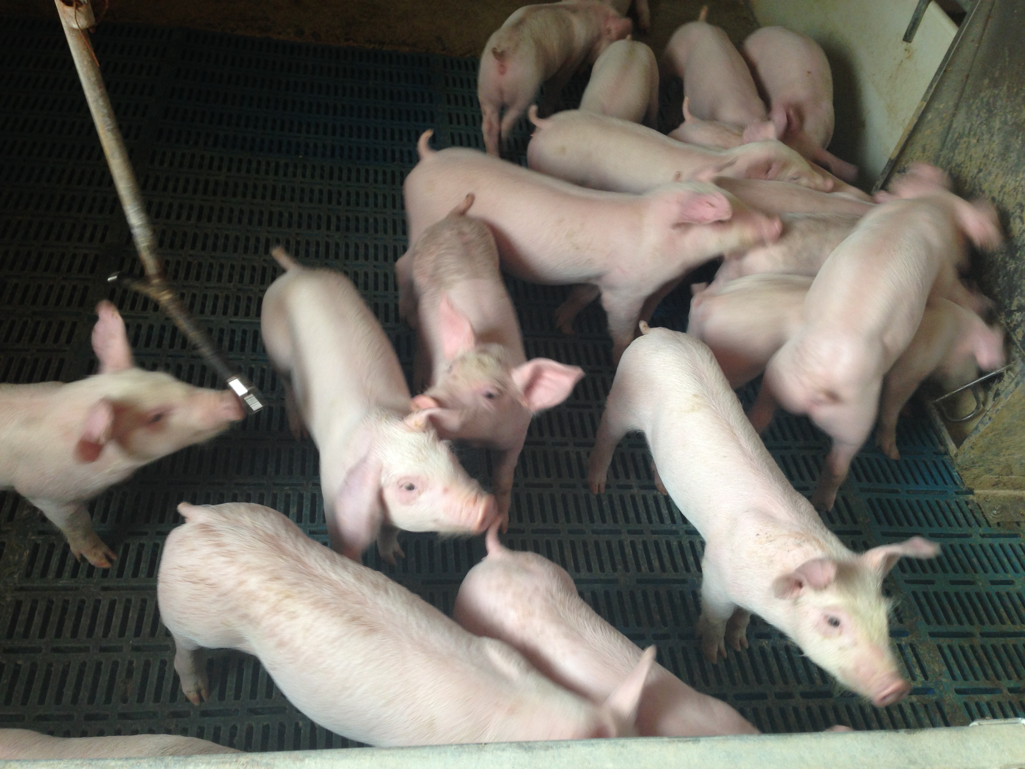 养猪人必看：仔猪黄痢综合防治妙招大全