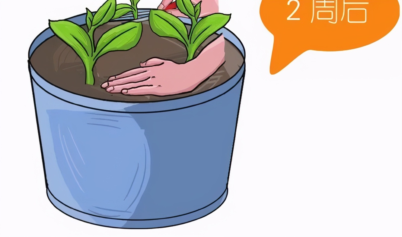 盆栽毛豆的种植方法和技术,盆栽毛豆种植方法