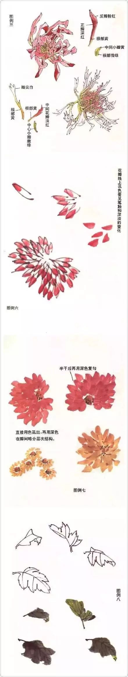 正统国画技法入门菊花绘画教学,菊花国画入门教学视频