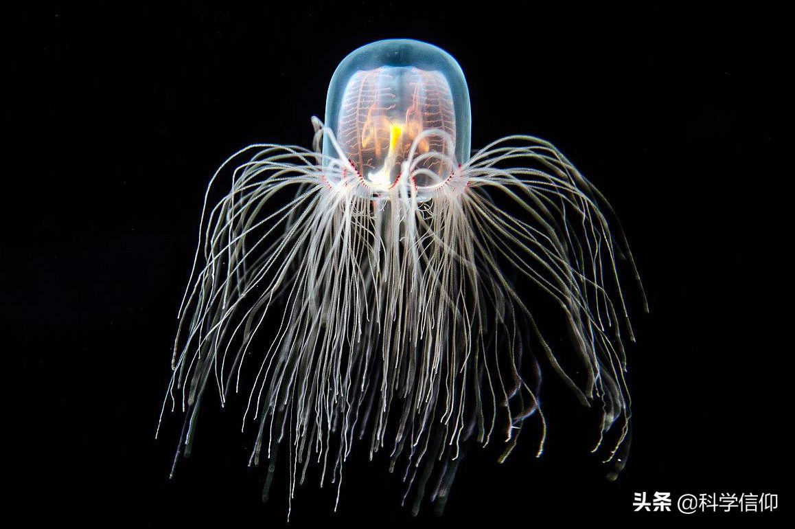 生物进化为什么是繁衍而不是永生,生物为什么不可以无限长大