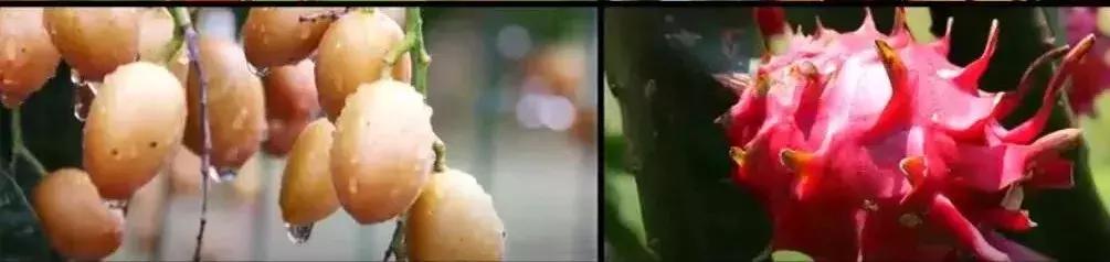 宜居宜业旅游攻略,广州从化的宜居小镇