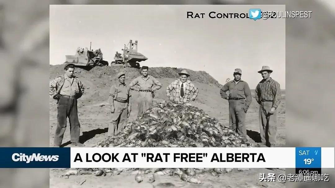 加拿大哪个城市老鼠最多,加拿大没有老鼠的地方