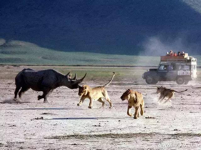 犀牛是否是牛科动物,动物大百科介绍之犀牛