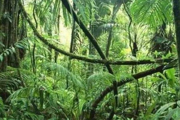 热带雨林看起来是绿色天堂,实则是人类禁区,它到底有多恐怖?