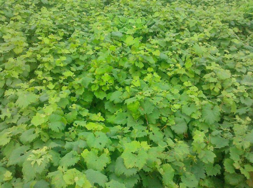 “甜菜”出现空心现象怎么办?用下面的方法,可以有效改善情况!