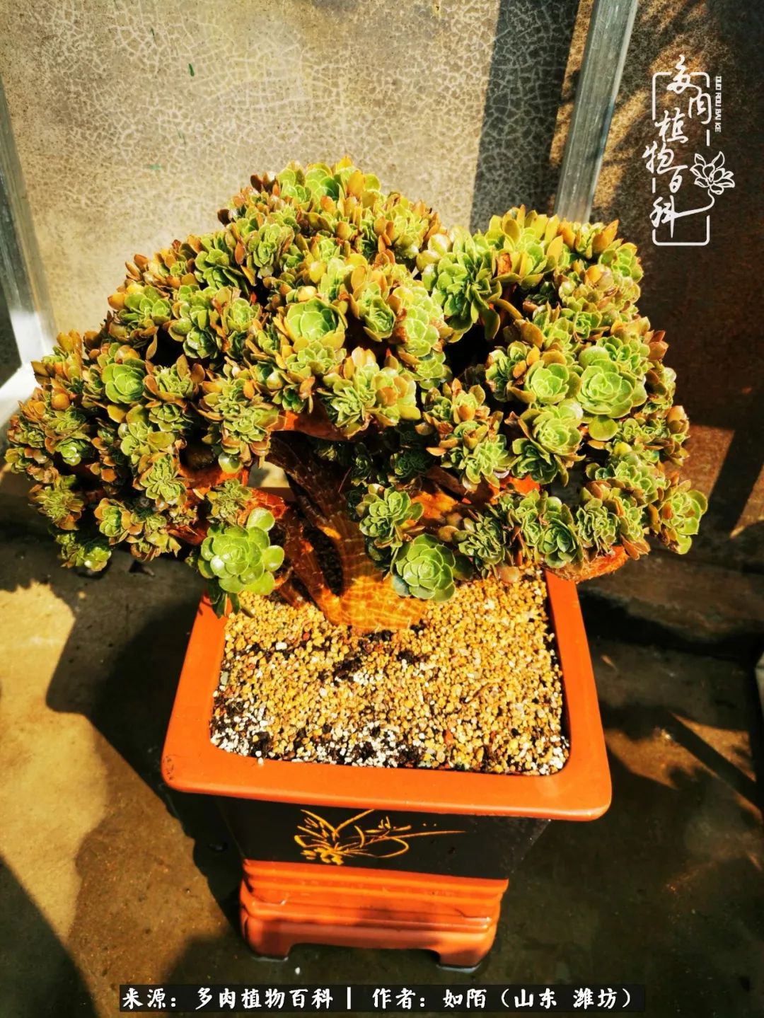 凤凰涅槃,浴火重生!多肉法师圣斗士们的秋天!(附养护经验)