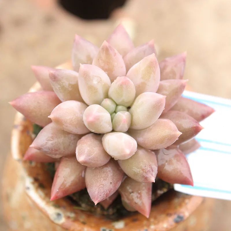 有暗纹的多肉有哪些,暗纹系多肉有哪些