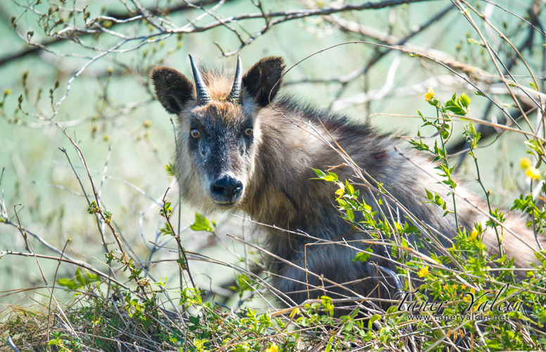 长着羊角和狮子一样的神兽,长得像羊长得又像鹿的神兽