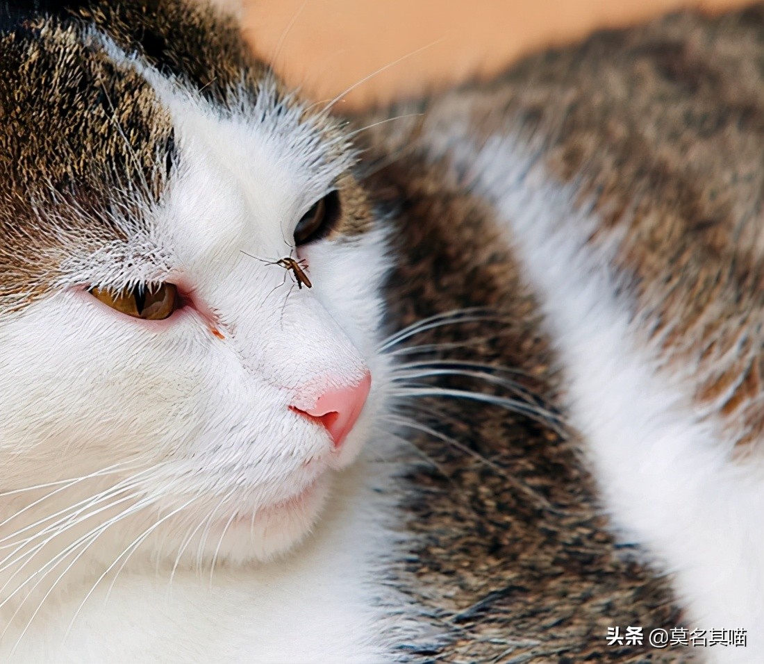 猫会被蚊子咬吗可以点蚊香,猫会被蚊子叮吗