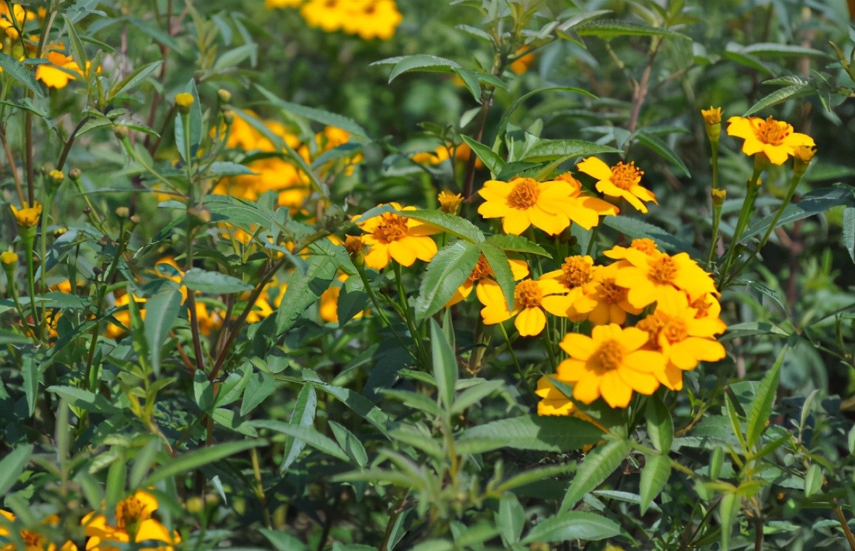 又到蚊虫乱飞的季节，家里放两盆“驱蚊花”，安全环保无蚊虫