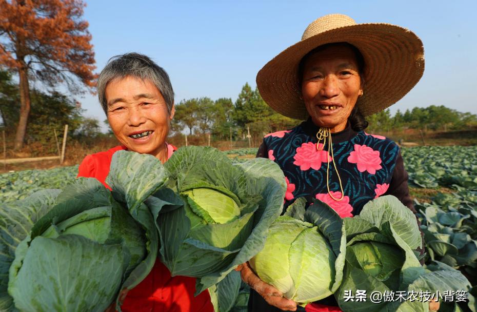 农作物苗期用哪个调节剂比较好,作物生长调节剂大全