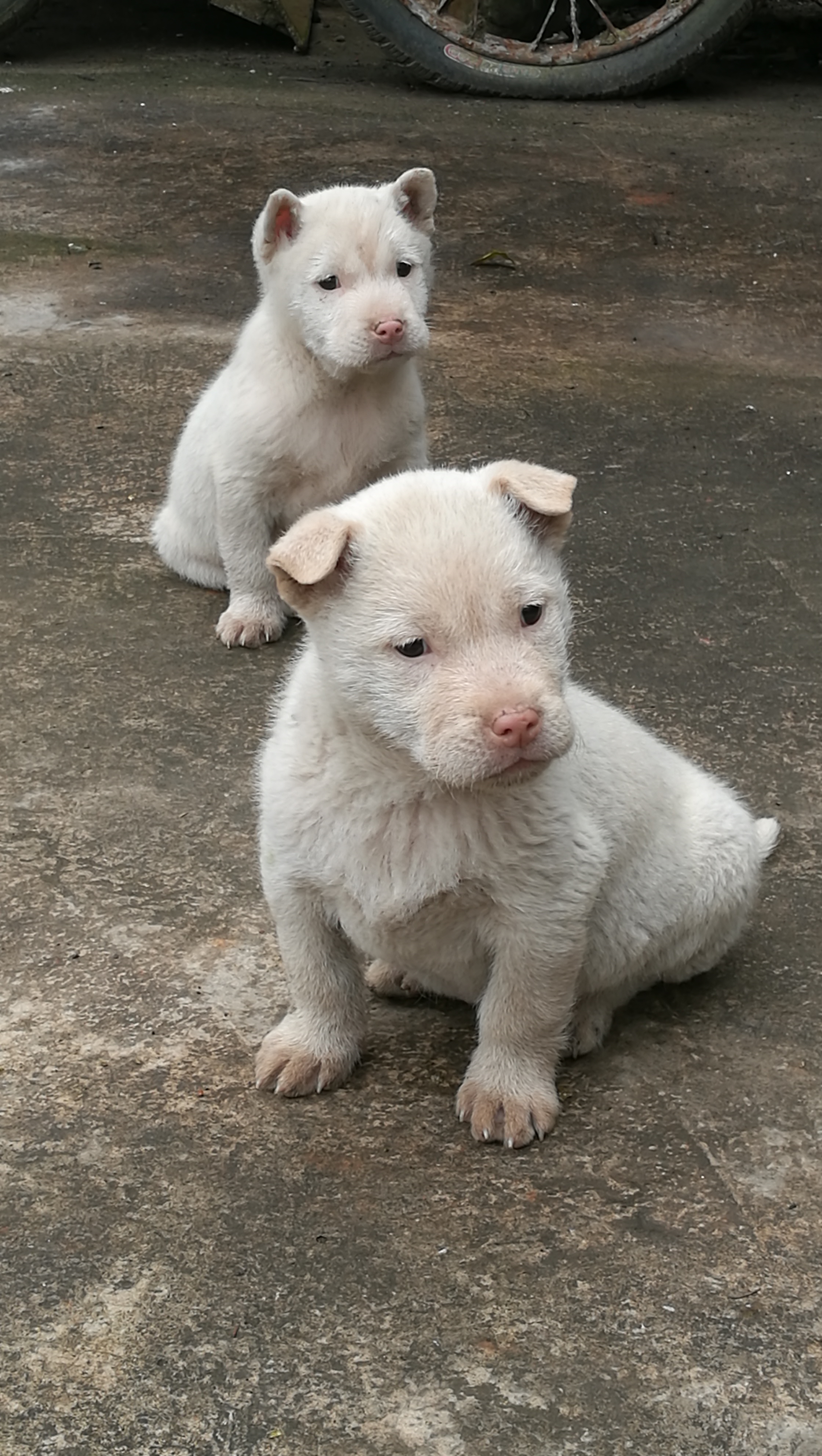下司犬为什么不能随便养,下司犬真的好养吗