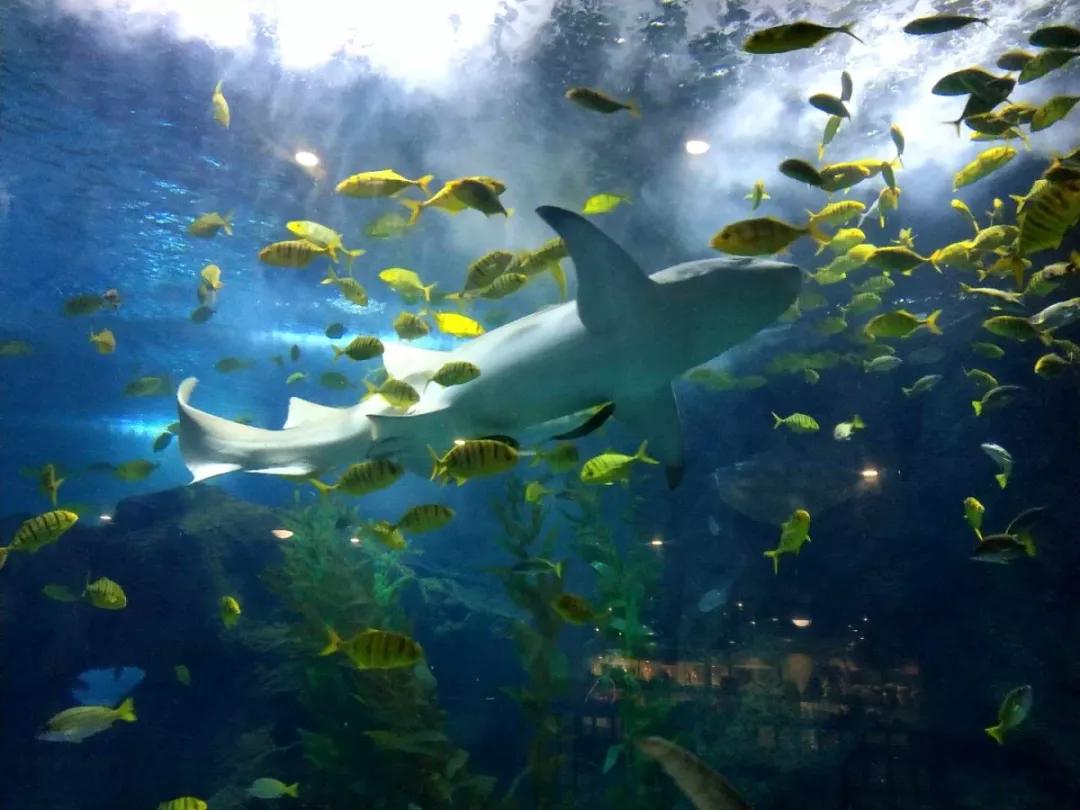 海底世界搬到自己家,海底世界聊城入园