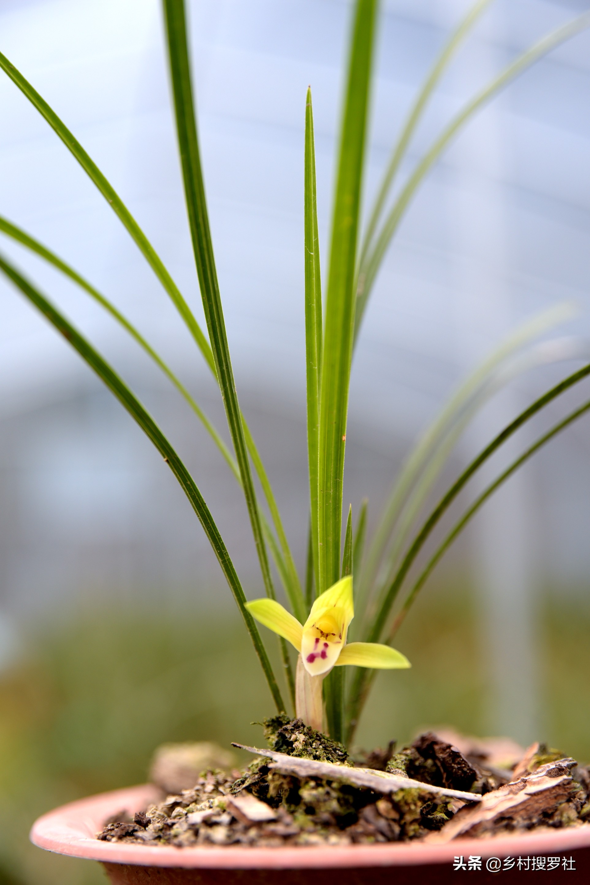 兰花新叶尖发黑是什么原因,兰花新叶片发黑怎么回事