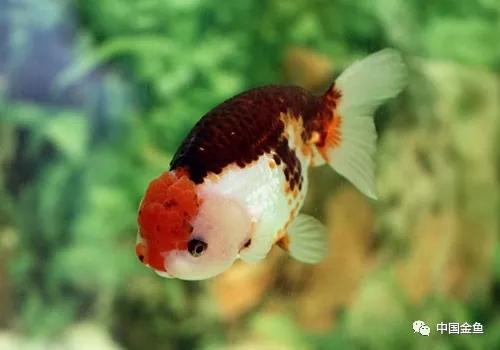 金鱼饲养入门常识,金鱼饲养密度计算公式