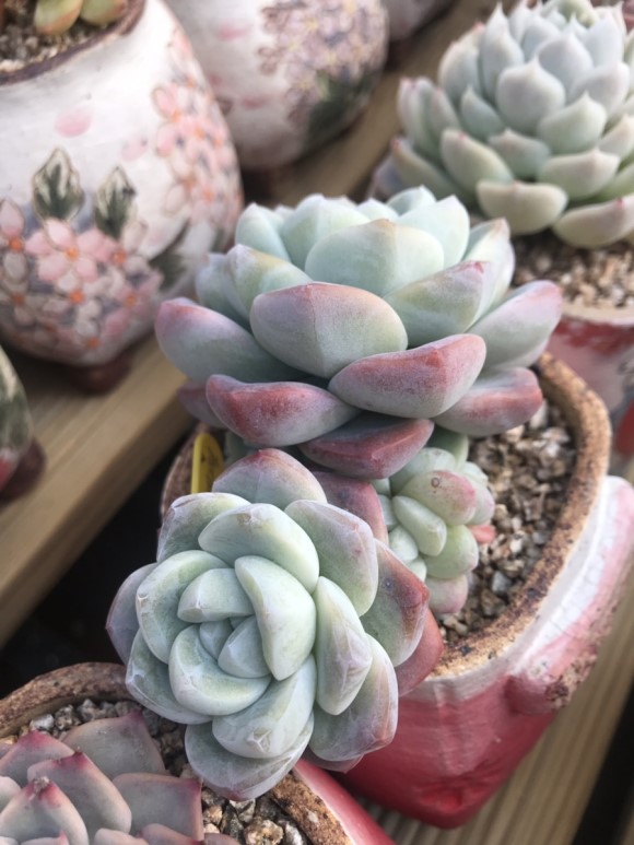 惊艳的韩国多肉,让人震撼的多肉