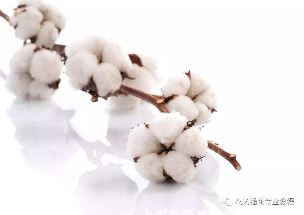 学花艺必备的花语,花艺师要知道的花与花语