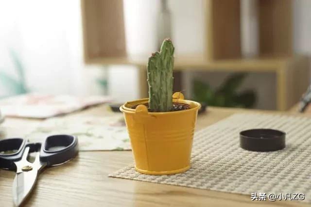 小创意手工纸巾,纸巾手工制作漂亮又简单