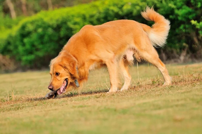 金毛头顶有一撮白毛代表什么寓意,金毛长癣是怎么回事