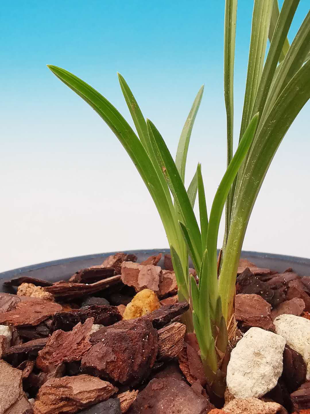 2018年5月份中国兰花交易价格如何,2023年兰花市场价格