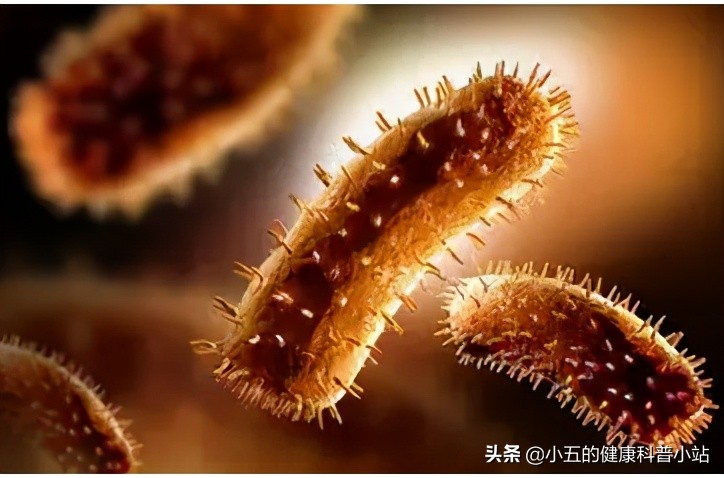 润肠通便茶,润肠茶与肠清茶有什么区别