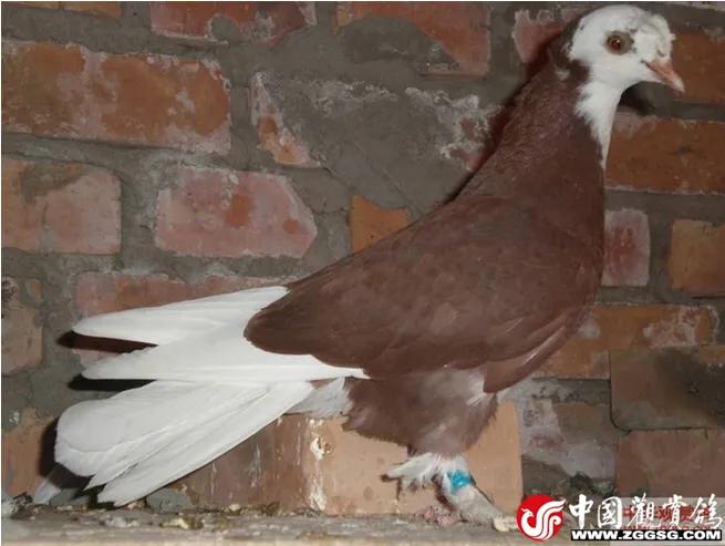 北京鸽哨制作,北京鸽哨晨曲