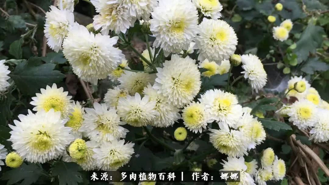 篱笆花开情常在，守你一生不变！