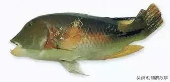 潮汕热销海鲜品种,潮汕常见的海鲜大全