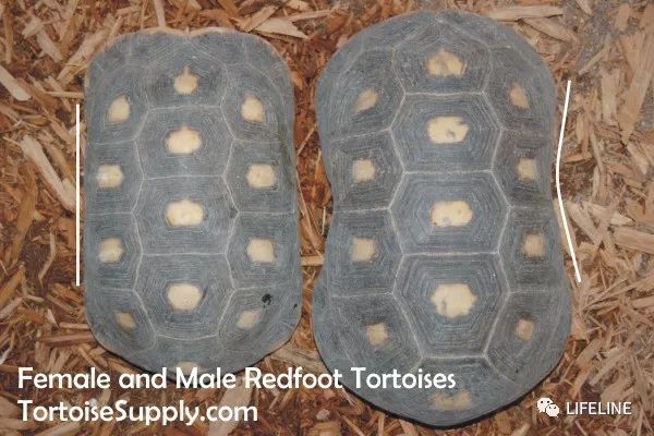 红腿陆龟拉稀怎么办,红腿陆龟雄性与雌性的区别