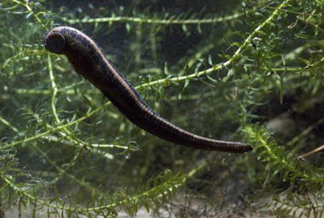 农村有什么常见的动物还能养,农村常见还能养的动物