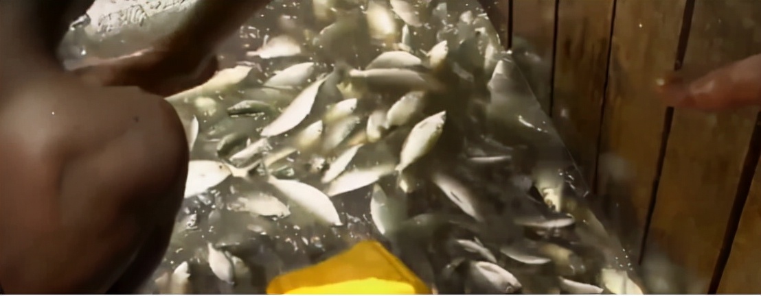 非洲人的捕鱼绝技，一天能捕7吨鱼，出海全凭肉眼找鱼