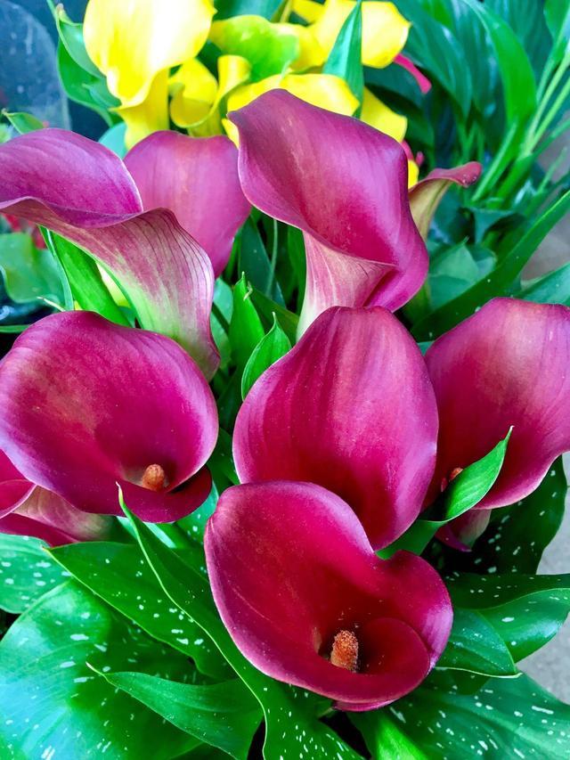 马蹄莲花朵点缀,马蹄莲鲜花造型创意图片