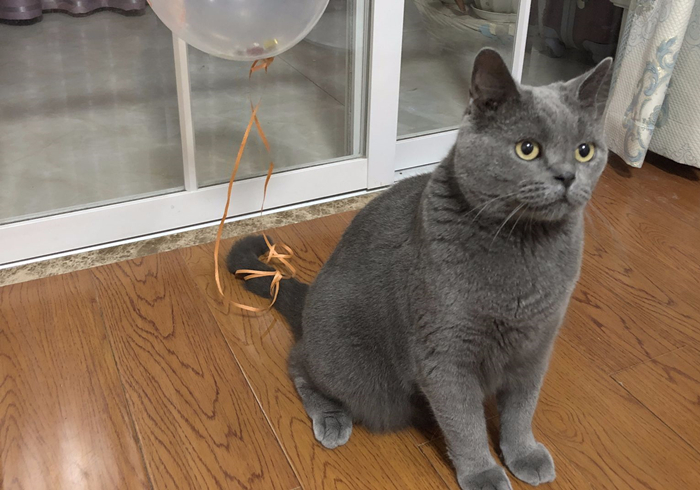 辟谣,猫咪尾巴一直不动很正常?错,不仅反常更有瘫痪风险