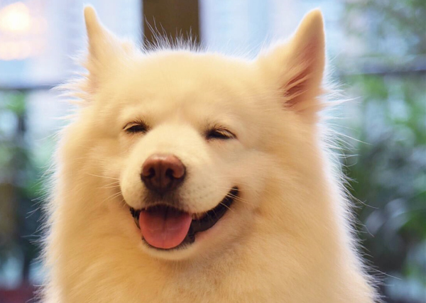 各种犬的性格分析,中型犬性格好的有哪些