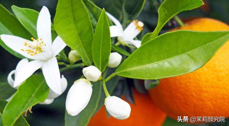 新手必备10款基础精油,单方精油40种精油的功效与用法