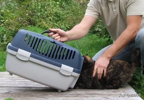 应该如何引导猫咪进航空箱,怎样让猫咪不害怕主人