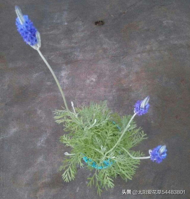 薰衣草盆栽怎么养殖,薰衣草盆栽的养殖方法和注意事项
