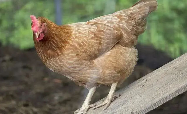 鸡眼睛睁不开是什么病?用什么药能治疗?养殖户值得一看