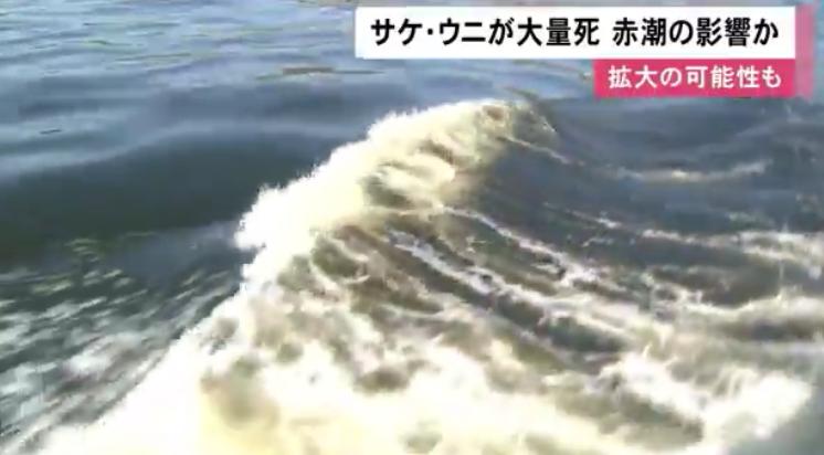 受赤潮影响的鱼可以吃吗,日本海水核污染鱼还能吃吗