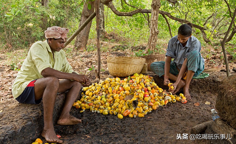 像花生一样好吃的腰果长在树上吗,腰果树上的腰果