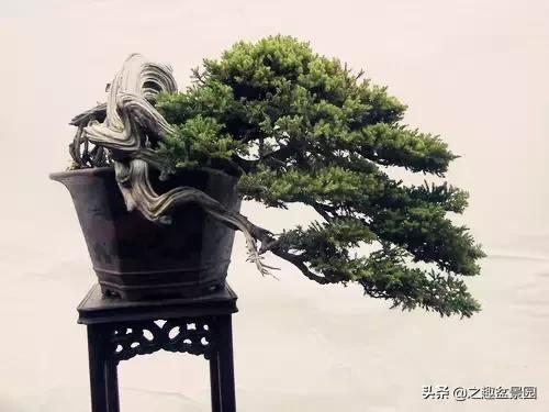 文玩盆景摆件,文玩盆景奇石