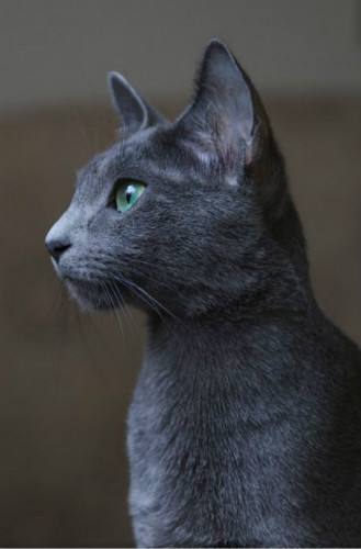 每天送你一只猫，（十三）俄罗斯蓝猫，冬天的精灵