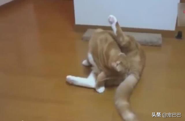 猫咪舔了体外驱虫药痛苦表情,猫咪舔自己屁股被臭到表情包